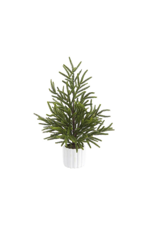 Cypress Tree in White Pot 19.5"