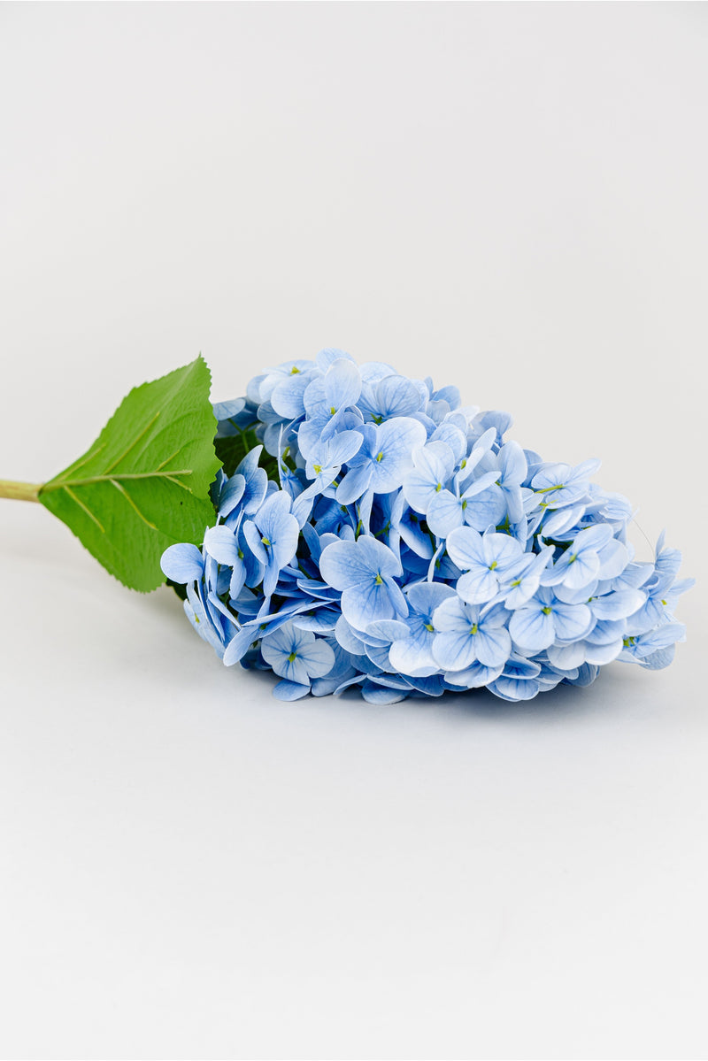 Hydrangea Blue Stem