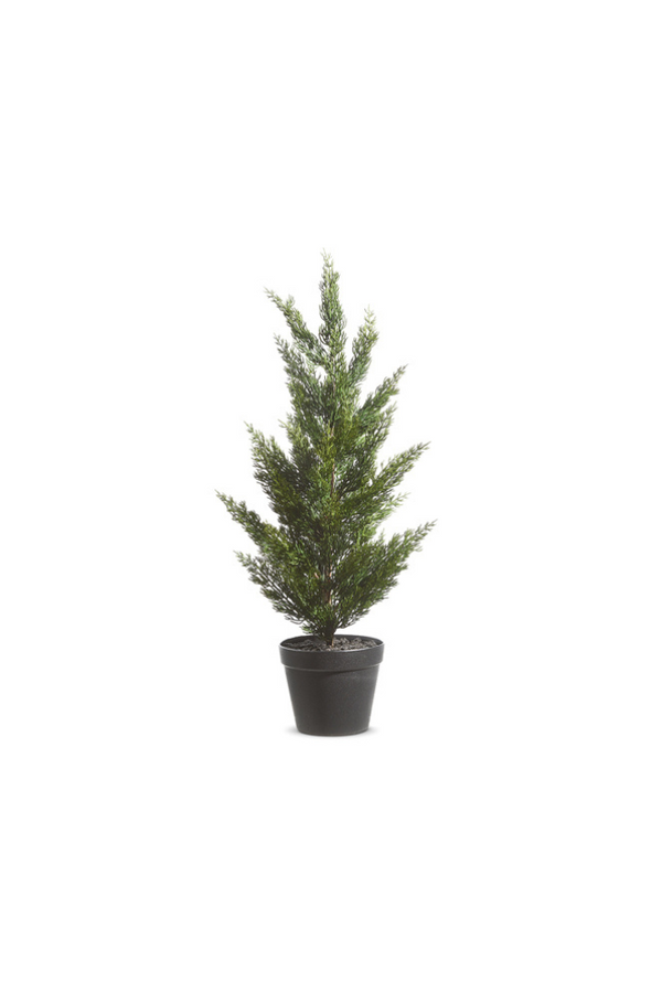 Potted Cedar Tree