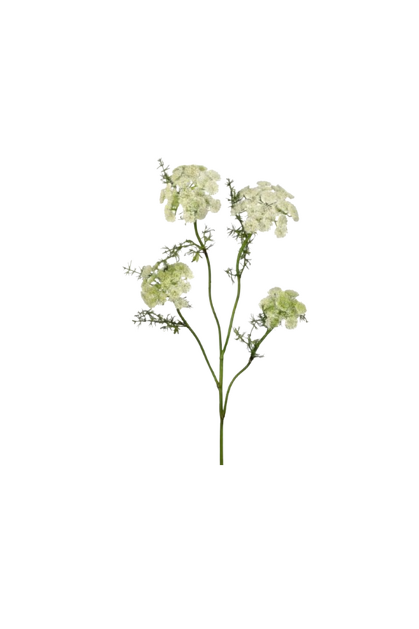 Wild Dill Spray