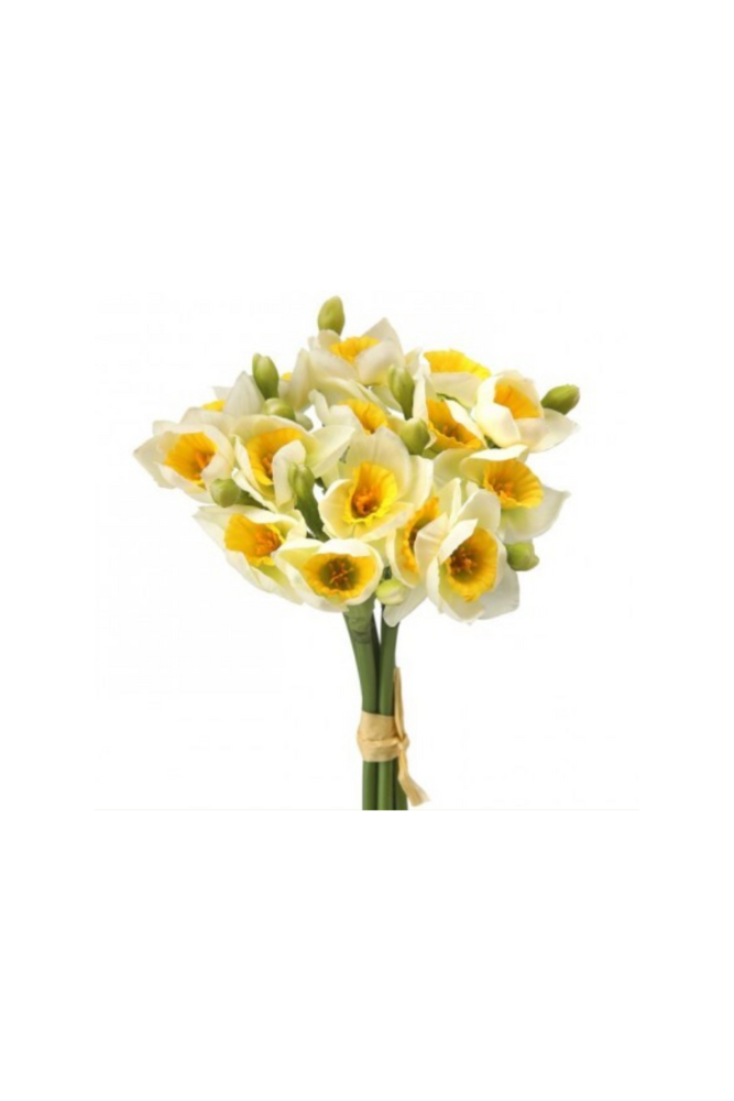 Narcissus Bundle