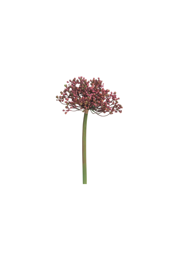 Allium Bud Spray 12"