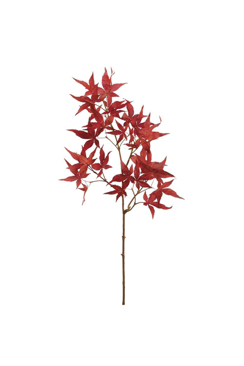 Japanese Maple Spray