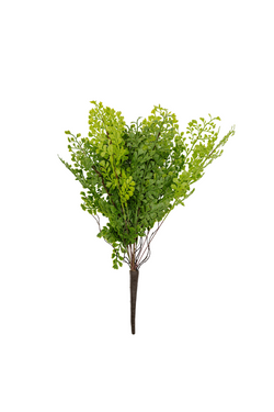 Maindenhair Fern Bush 19"