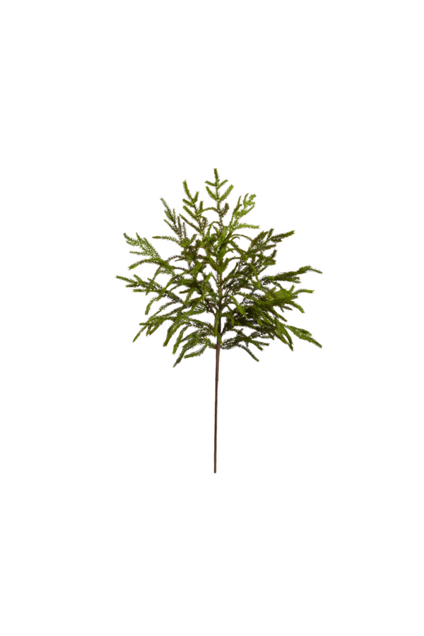Norfolk Pine Spray 30"