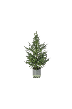 Potted Norfolk Pine Tree - IN STORE ONLY