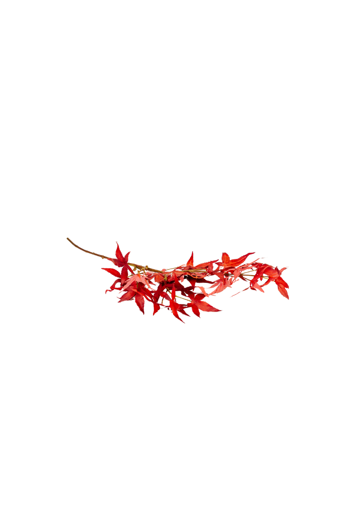 Japanese Maple Spray