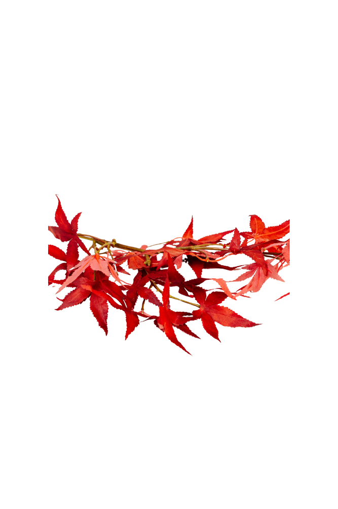 Japanese Maple Spray