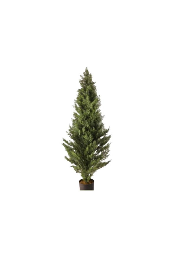 Arborvitae Potted Tree - IN STORE ONLY