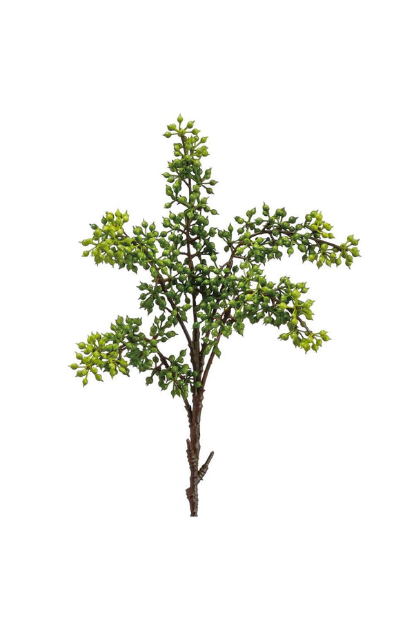 Sedum Pick