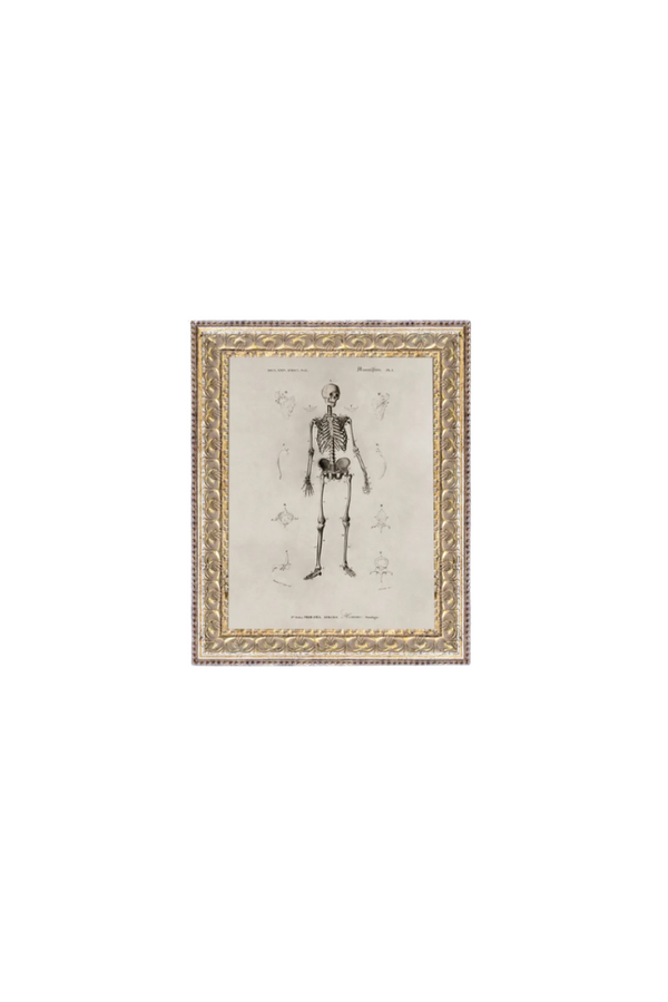 Skeleton Anatomy Art