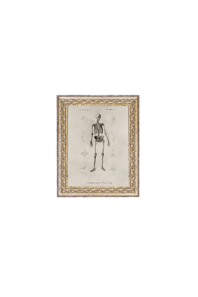 Skeleton Anatomy Art